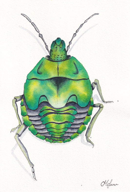 Beetle (print)