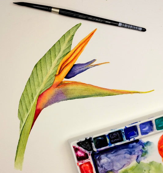 Bird of Paradise