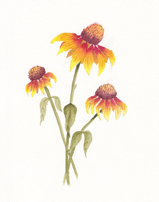Cone Flower