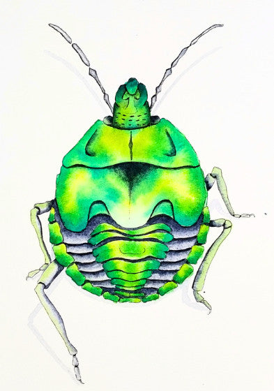 Beetle